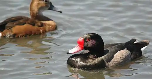 Male (foreground) and female (background)