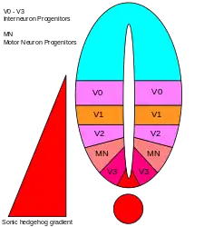 Depiction of domains of the ventral neuronal cell types in the neural tube