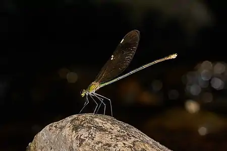 Neurobasis chinensis female