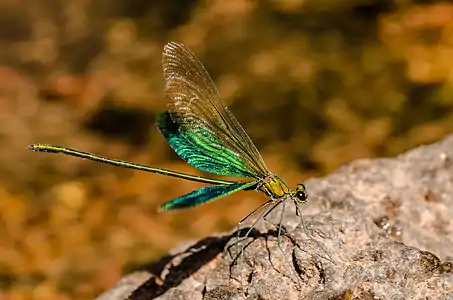 Neurobasis chinensis male (wing flashing)