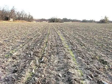 New seeding in 30-inch (760 mm) rows