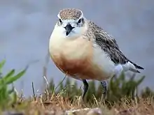 New Zealand dotterel