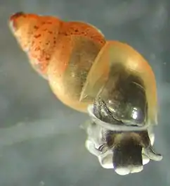 New Zealand mud snail