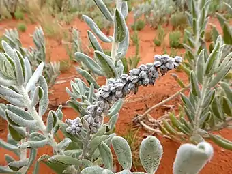 N.spodiotricha seed heads