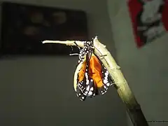 A newly emerged plain tiger female in captivity