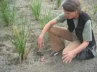 Newly planted constructed wetland for blackwater treatment (Lima, Peru)