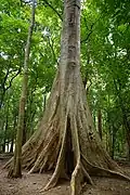 buttressed trunk (Nilambur teak forest)