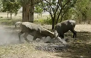 Male nilgais fighting, Lakeshwari, Gwalior district