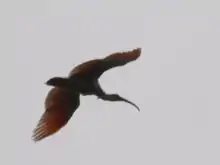 A crested ibis nearby the Crested Ibis Conservation Center on Sado Island