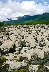 A field of rock covered with moss in a mountainous area.