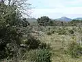 La garrigue ("garriga" in Occitan) - Mediterranean scrubland, Spring time