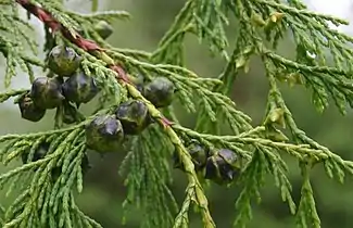 Cupressus nootkatensis