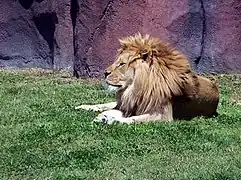 Lion