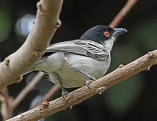 Male D. g. gambensis in The Gambia