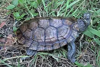 Northern false map turtle (Graptemys p. pseudogeographica), adult