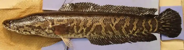 Channa marulius (northern snakehead)