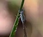 Female from above