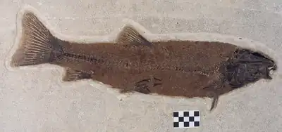 Notogoneus osculus,  a 53-centimetre-long (21 in) bottom-dwelling fish from Fossil Lake.