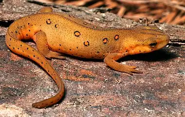 Terrestrial juvenile stage ("red eft")