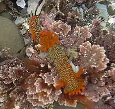 A brown individual of Triopha maculata in a Central California tide pool.