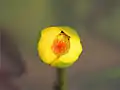 Nuphar pumilum 2014 in China