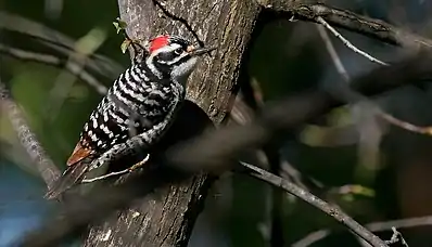 Nuttall's Woodpecker