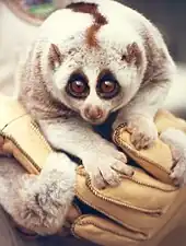 A cat-sized primate with a dark stripe down its back is held in a gloved hand against the chest