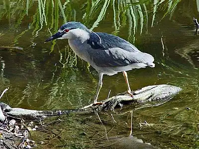 Black-crowned night heron