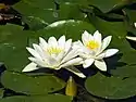 Nymphaea alba