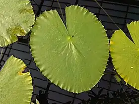 Leaves (cultivated at Kew Gardens)