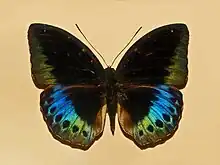 L. dirtea (male)