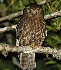 Morepork in Warkworth, New Zealand