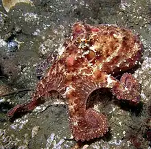 Octopus rubescens