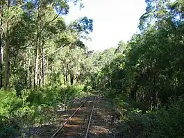 Photo of slightly overgrown railway line through karri forests south of Pemberton