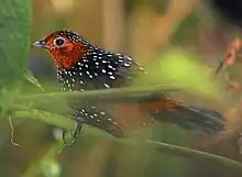 Ocellated tapaculo