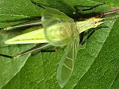 Photo of male stridulating