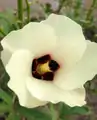 Flower close-up