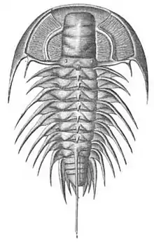 Trilobites, now extinct, roamed oceans for 270 million years.