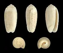 Oliva carneola forma andamanensis