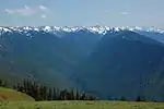 Forests and the Olympic Mountains from Hurricane Ridge.