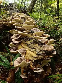 Omphalotus japonicus