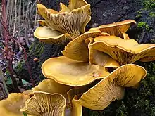 Omphalotus olivascens