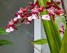 Oncidium Sharry Baby smells like chocolate.