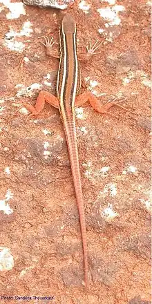 Dorsal view