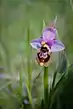 Ophrys