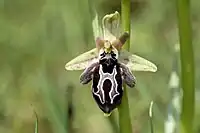 The Ophrys cretica orchid.