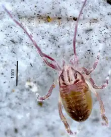 Specimen of Opilioacarus baeticus (Opilioacarida)