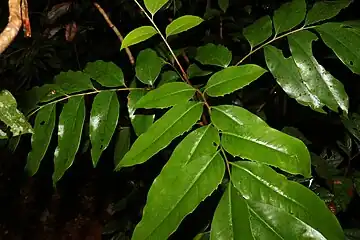 Green foliage