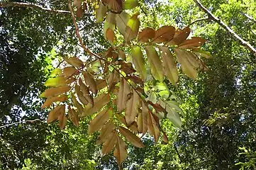 Underside of foliage