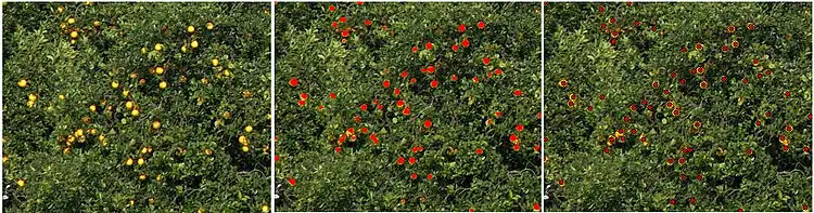 GemIdent identifying oranges in an orange grove